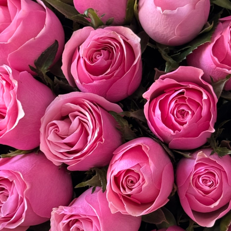 Моно букет Кенийская розовая роза 35шт