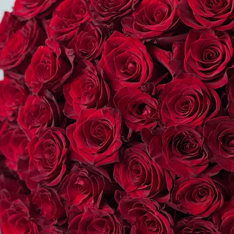 Монобукет 101 красная роза премиум 