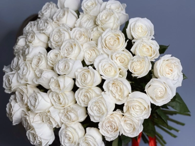 51 белая роза сорта плая бланка