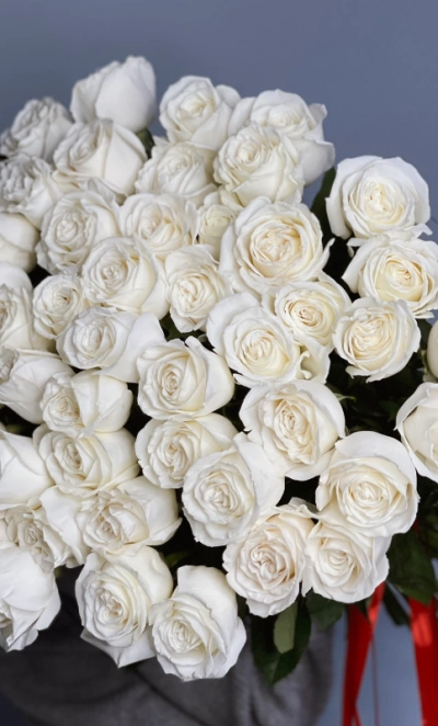 51 белая роза PLAYA BLANCA 