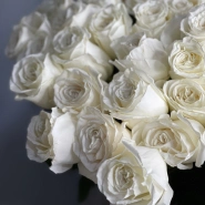 51 белая роза PLAYA BLANCA  3