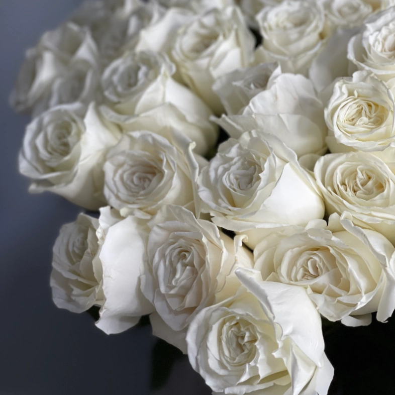 51 белая роза PLAYA BLANCA 