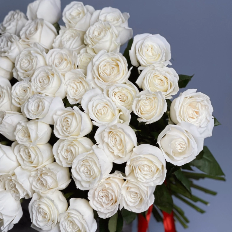 51 белая роза PLAYA BLANCA 