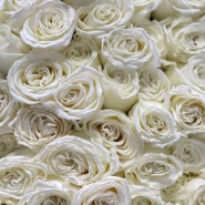 101 белая роза PLAYA BLANCA  3