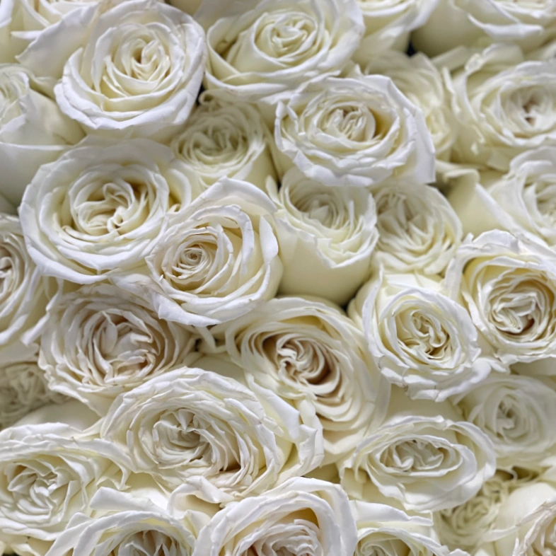 101 белая роза PLAYA BLANCA 