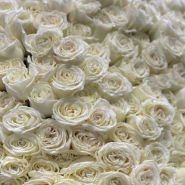 151 белая роза Эквадор Playa Blanca 1