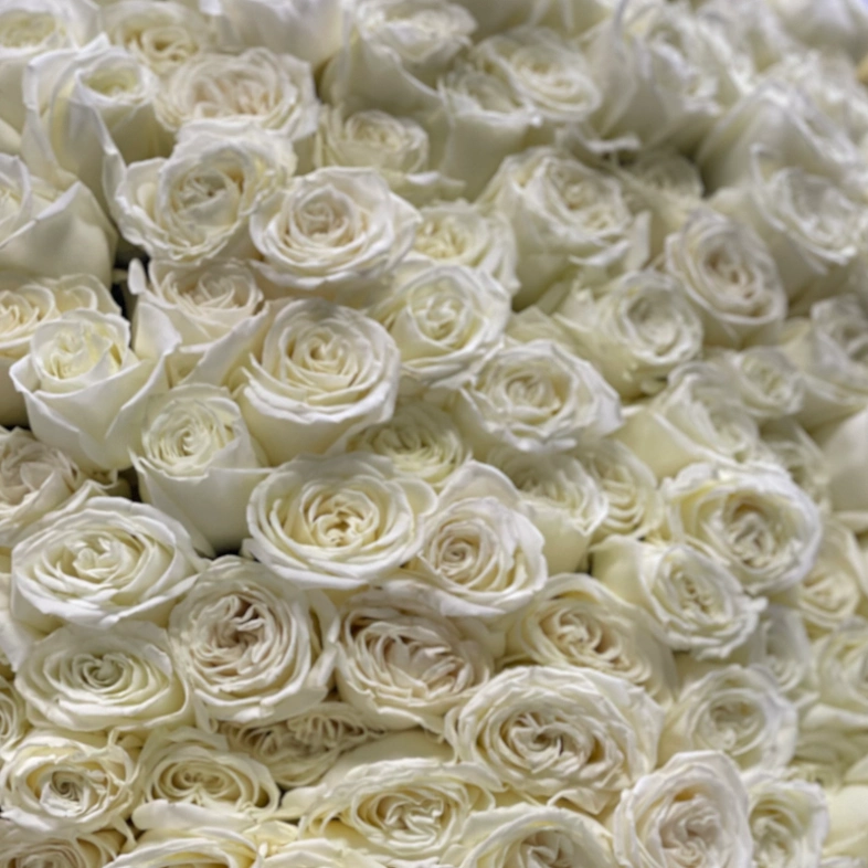 151 белая роза Эквадор Playa Blanca