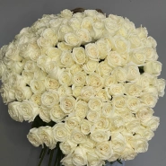 151 белая роза Эквадор Playa Blanca 3