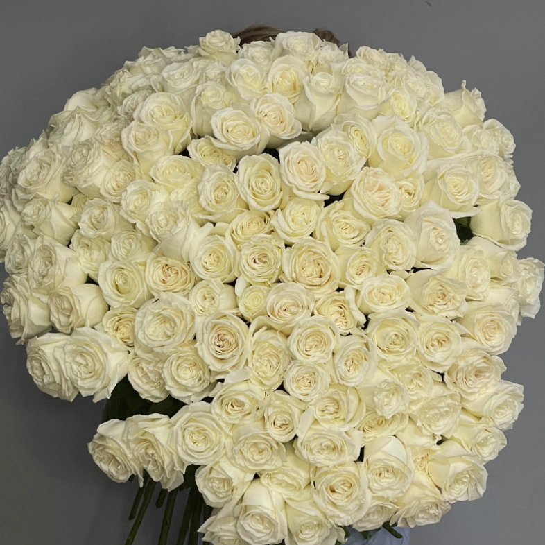 151 белая роза Эквадор Playa Blanca