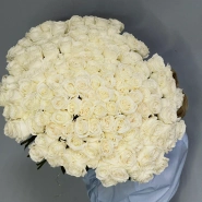 151 белая роза Эквадор Playa Blanca 0