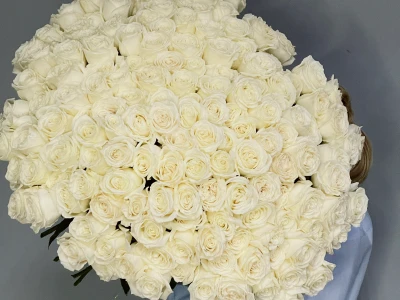 151 белая роза Эквадор Playa Blanca