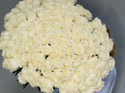 151 белая роза Эквадор Playa Blanca