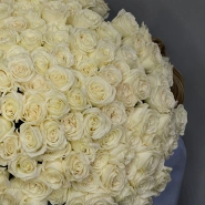 151 белая роза Эквадор Playa Blanca 2