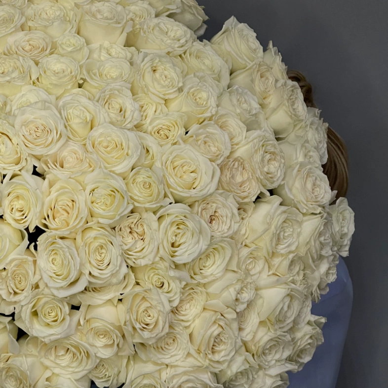 151 белая роза Эквадор Playa Blanca