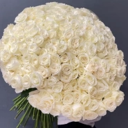 201 белая роза PLAYA BLANCA Эквадор  1