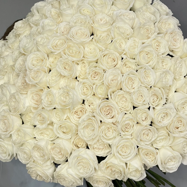 201 белая роза PLAYA BLANCA Эквадор 