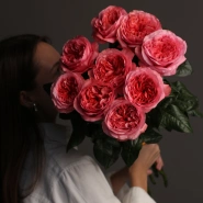 Роза 9 «Кенди экспрешн» 0