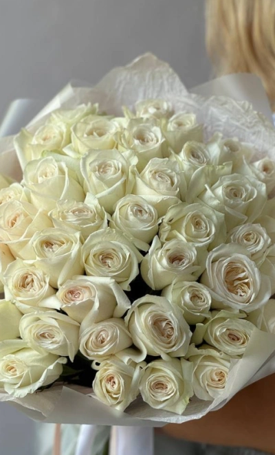 41 белая Роза «Вайт О’хара»