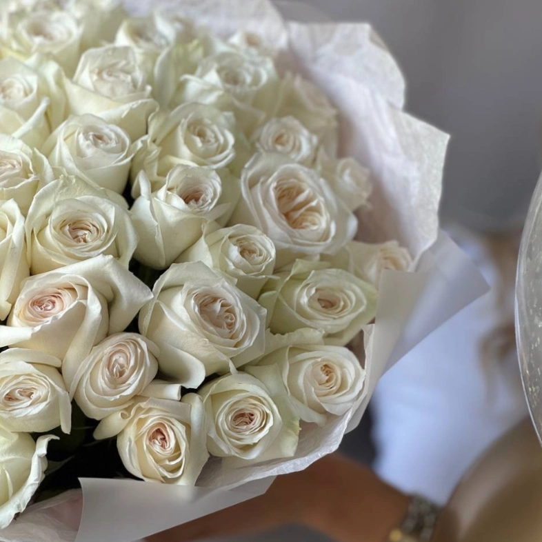 41 белая Роза «Вайт О’хара»