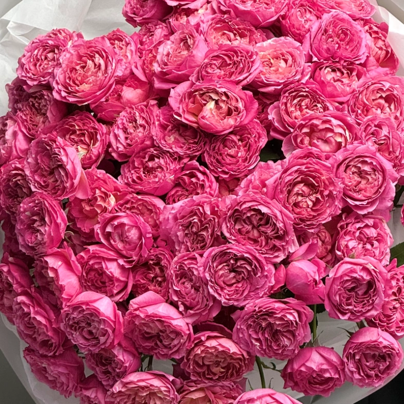 Кустовые розы 15 «Цериз Джульетта»