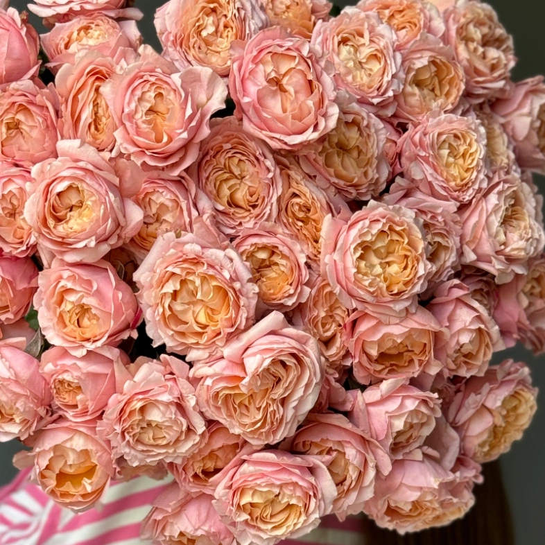 Джульетта пионовидные кустовые розы 13