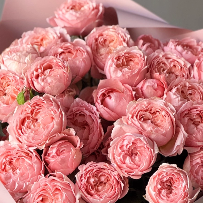 Пионовидные розы Джульетта розовая пудра