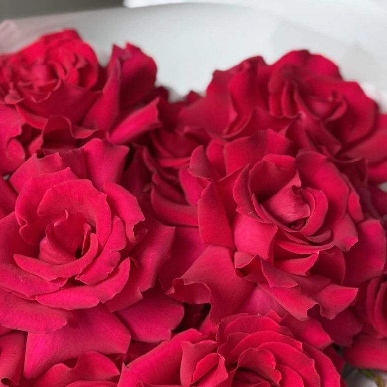 Французские розы «Pink Energy» 11