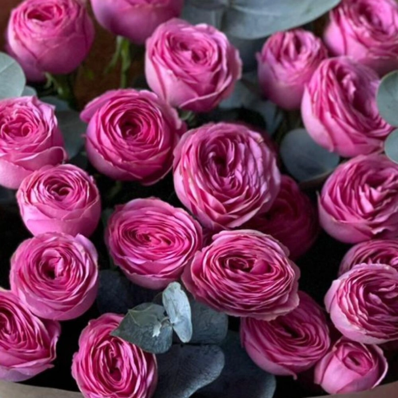 Моно букет кустовые розы фуксия 7шт с эвкалиптом