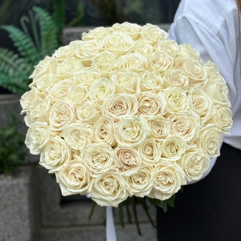 Белоснежная роза Плая Бланка 51