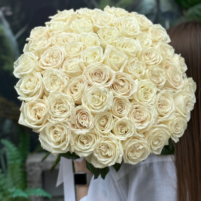 Белоснежная роза Плая Бланка 51