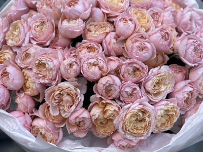 101 кустовая роза Джульетта