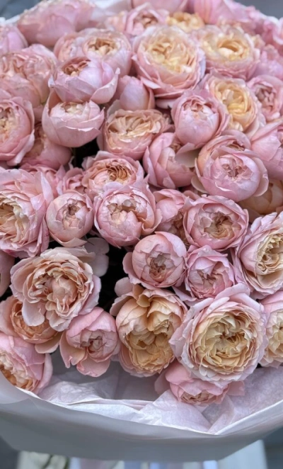 101 кустовая роза Джульетта