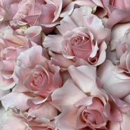 WOW | букет XL | 19 французских роз 4