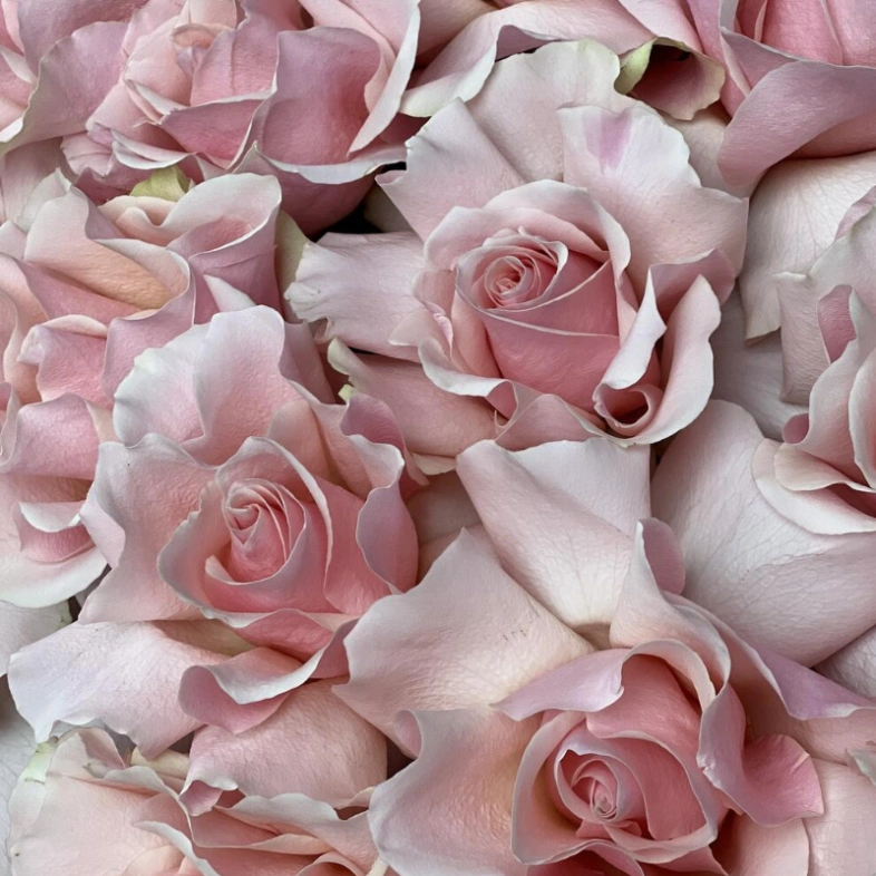 WOW | букет XL | 19 французских роз