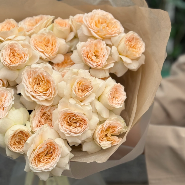 Кустовые пионовидные розы Pavlova