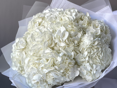 Моно-букет «Облако гортензии» 9шт 