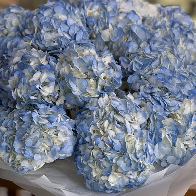 Голубые гортензии в моно букете 15