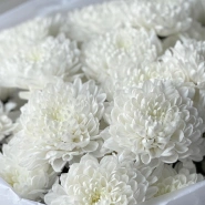 Монобукет кустовая хризантема  2