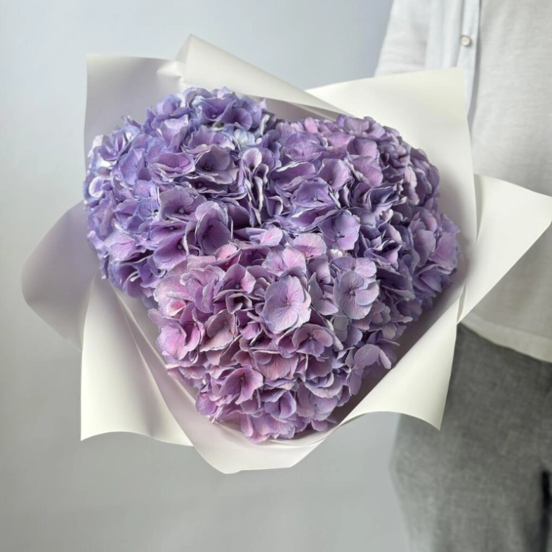 Гортензия Голландия фиолетовая