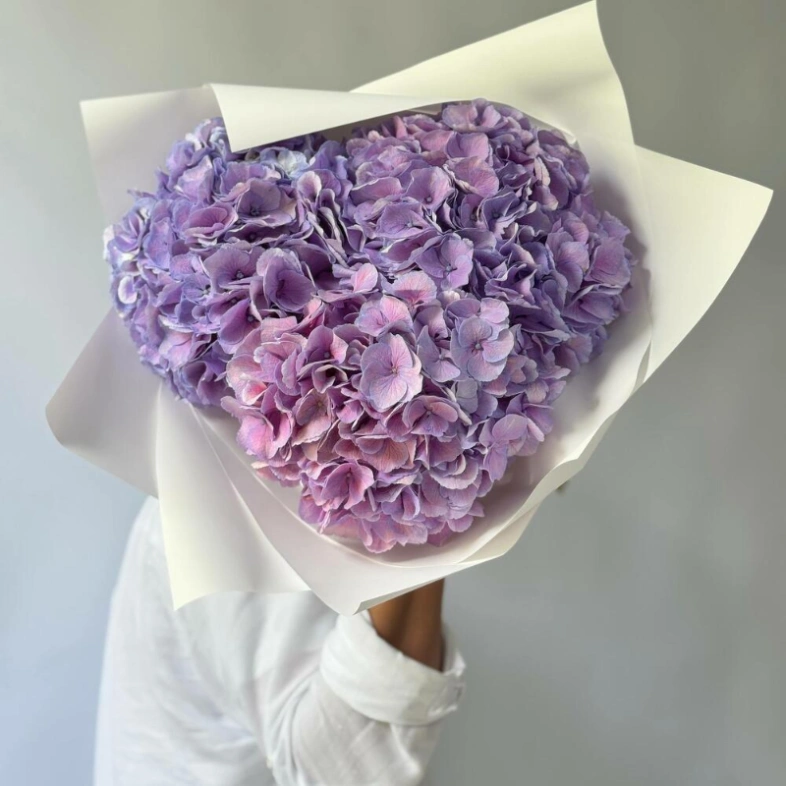 Гортензия Голландия фиолетовая