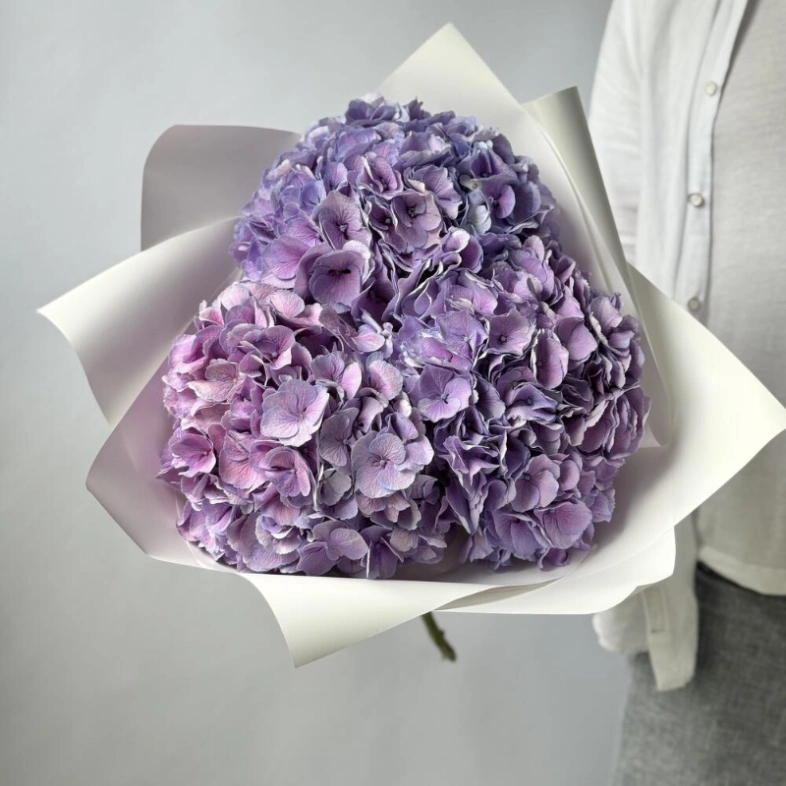 Гортензия Голландия фиолетовая