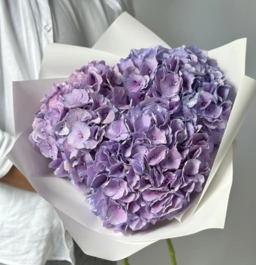 Гортензия Голландия фиолетовая