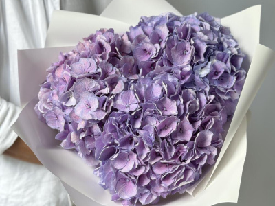 Гортензия Голландия фиолетовая