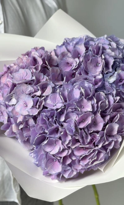 Гортензия Голландия фиолетовая