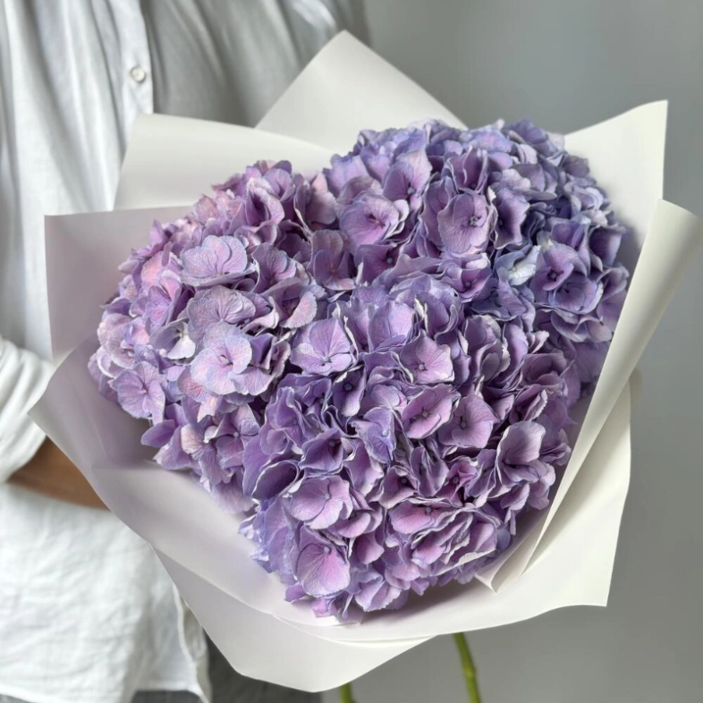 Гортензия Голландия фиолетовая