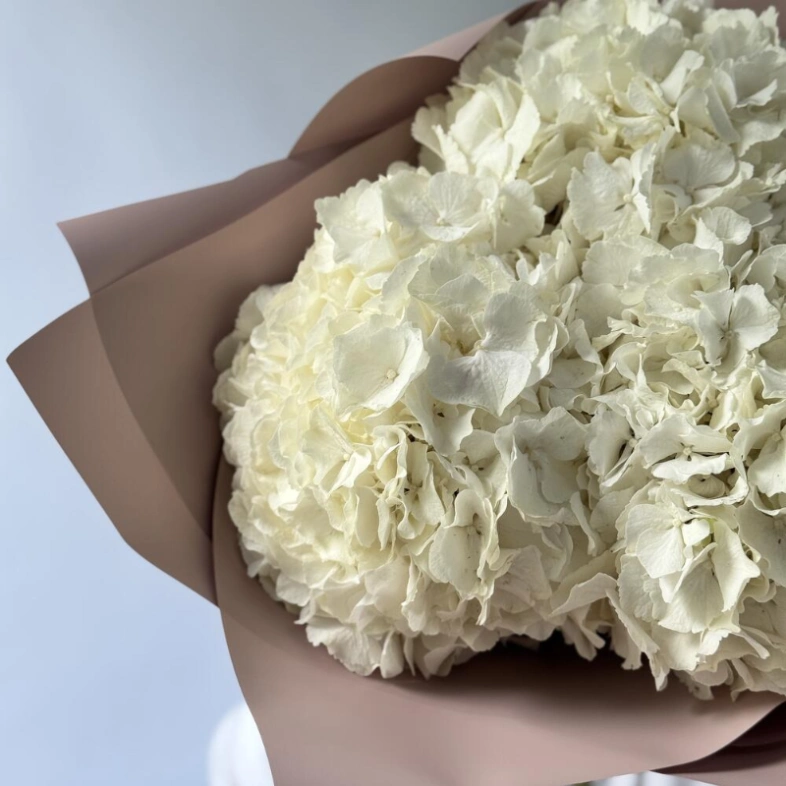 Гортензия Голландия белая