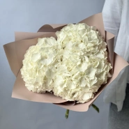 Гортензия Голландия белая 1