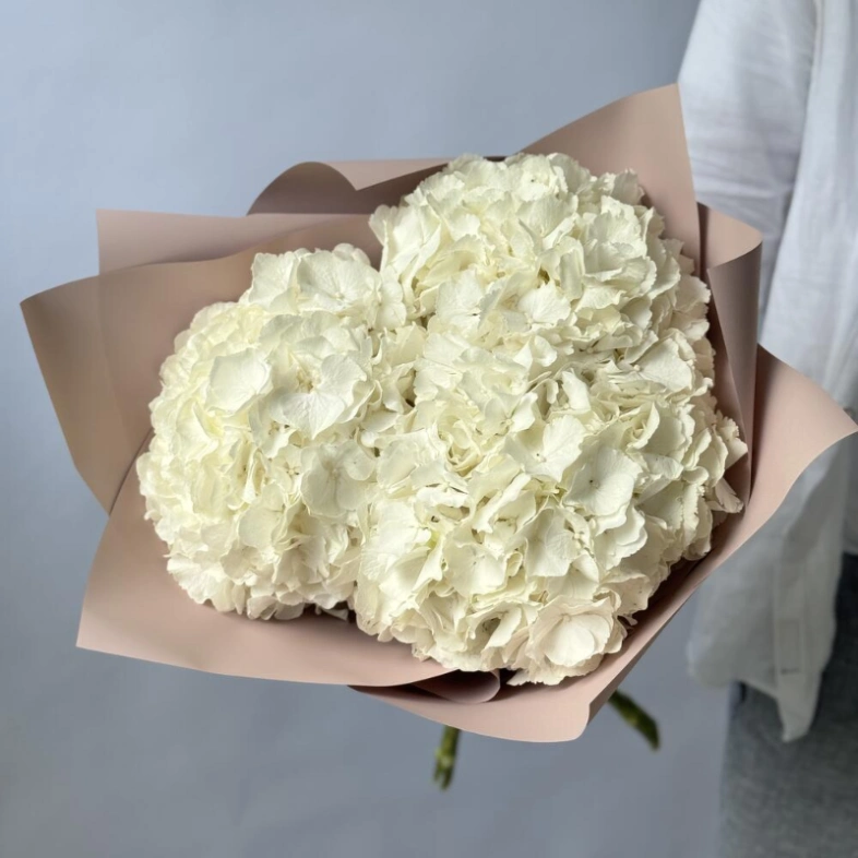 Гортензия Голландия белая