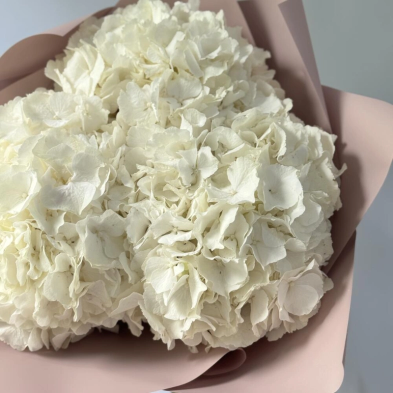 Гортензия Голландия белая