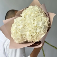 Гортензия Голландия белая 0